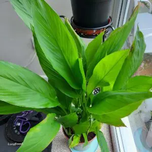 turmeric leaves (daun kunyit) growing in a pot
