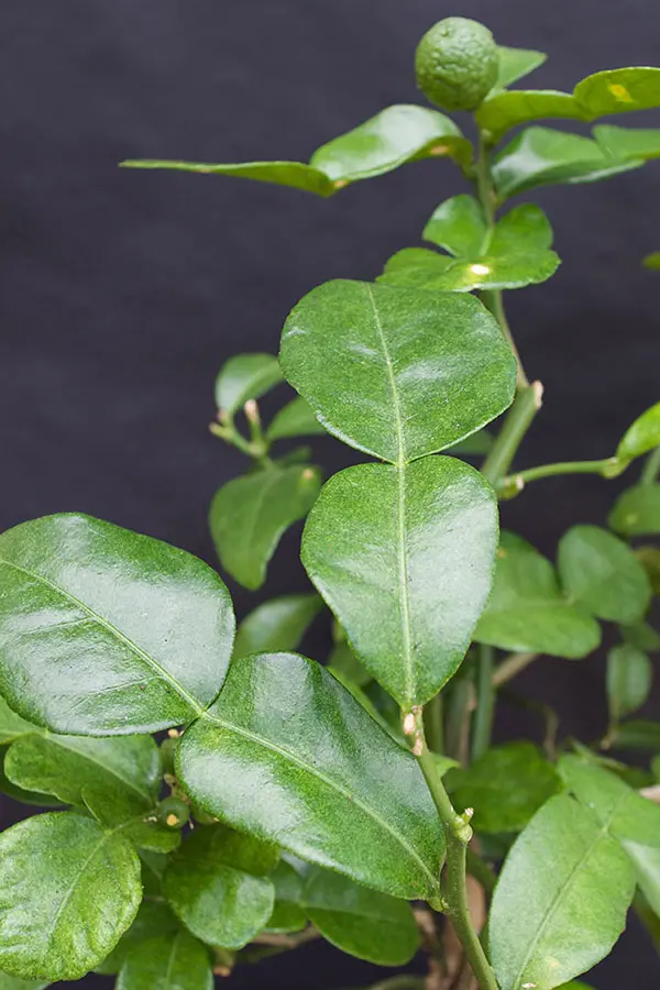 kaffir lime plant with double leaves and a young kaffir lime fruit
