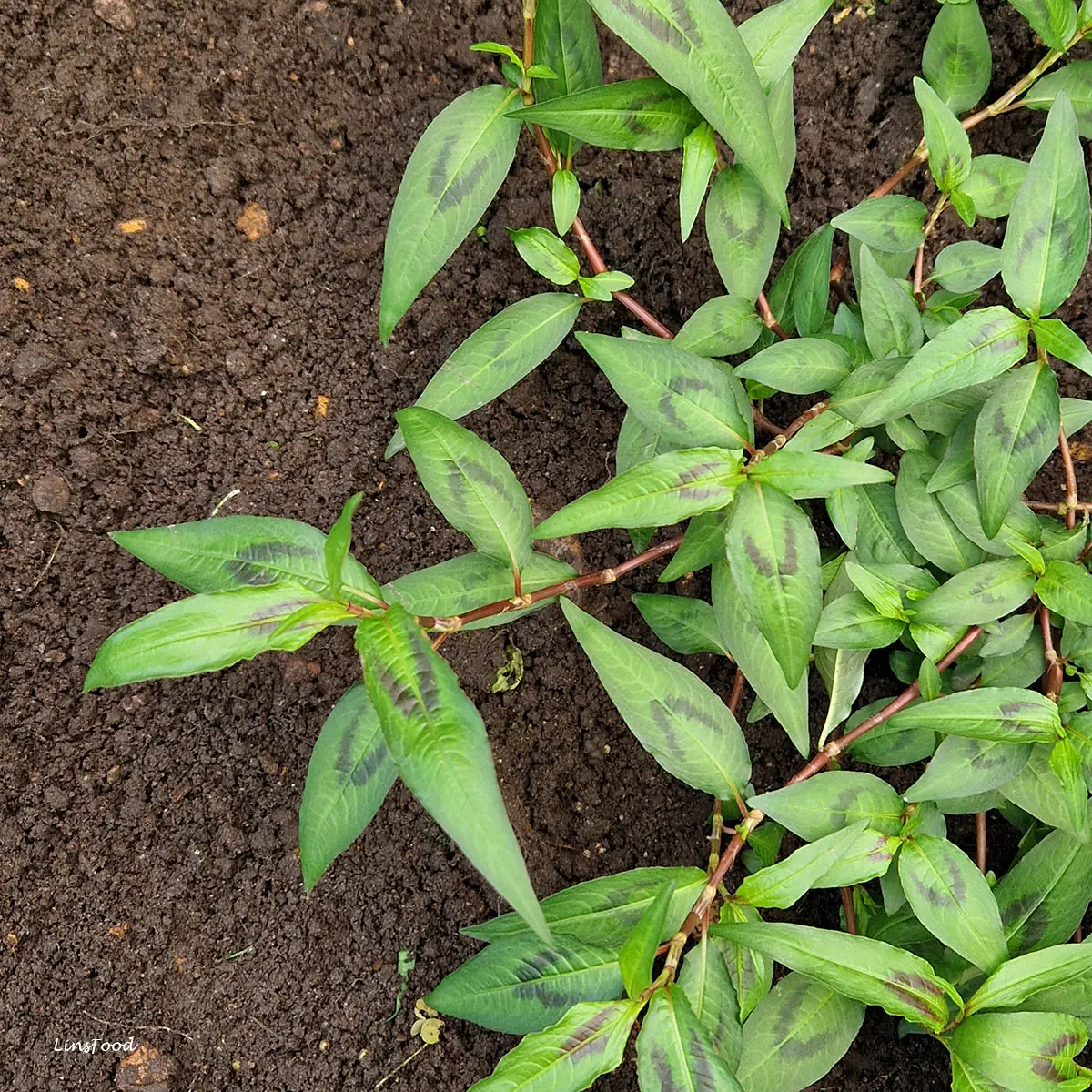 laksa leaves (Vietnamese Coriander) plant in the soil