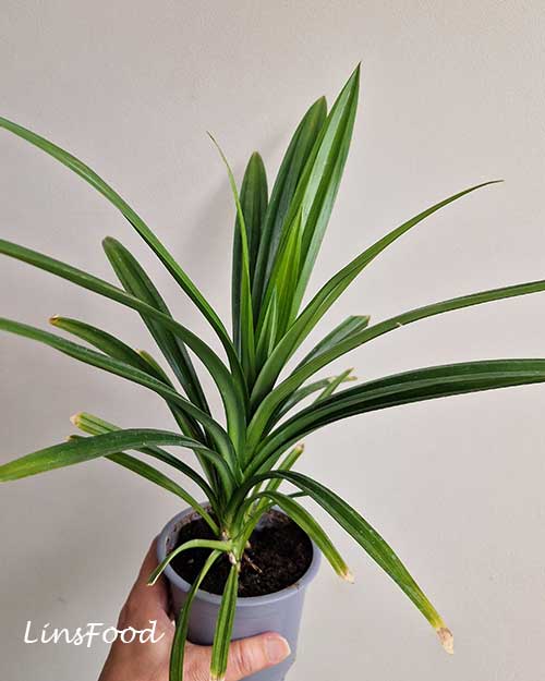 Young pandan plant growing in a pot